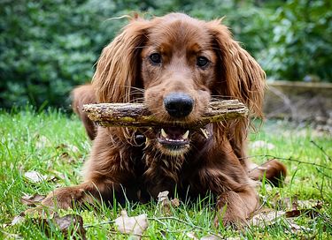 Pet-friendly cabin (max 3 dogs) - 22