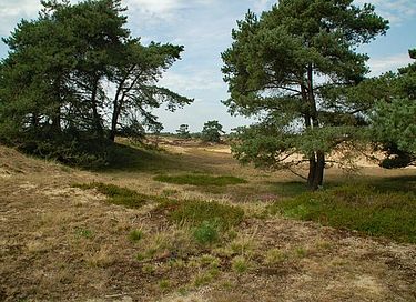 Chalet forestier confortable pour 5 avec grand jardin - 25