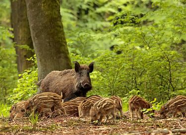 Uniek huis in een ruïne naast De Hoge Veluwe - 19
