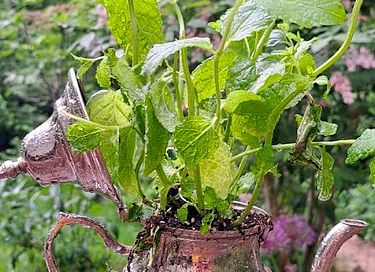 Roulotte tzigane dans les bois avec cheminée - 38