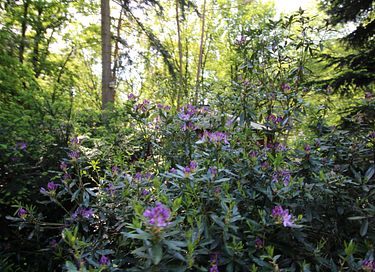 Glasjurte im Wald - 29