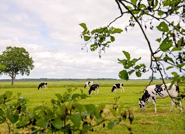 Glamping at Young Cattle Farm - 16