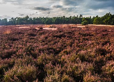 Luxury lodge for two on the Veluwe - 35