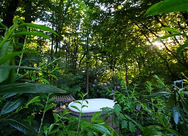 Glasjurte im Wald - 13