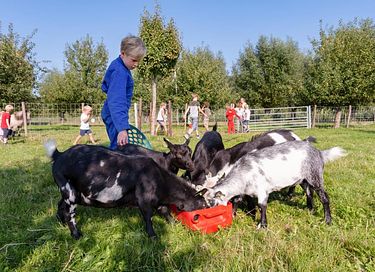  Glamping à la ferme laitière et animale - 12