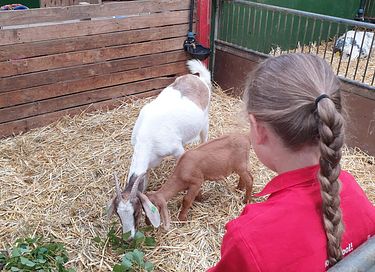 Glamping op een boerderij in Friesland - 11