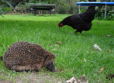 Séjour spacieux dans une grange en bois avec cinéma - 26