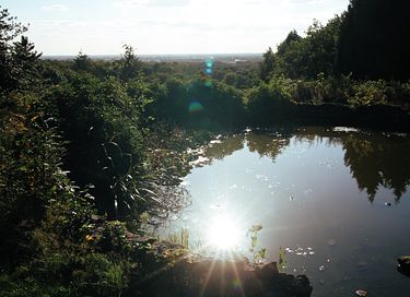 Glasjurte im Wald - 43