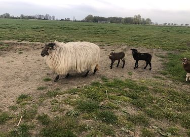 Luxe vakantiehuis tussen de IJslandse paarden - 17