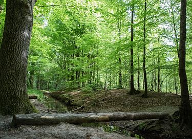 Glamping mit Whirlpool in der Veluwe - 42