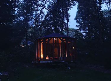 Glasjurte im Wald - 8