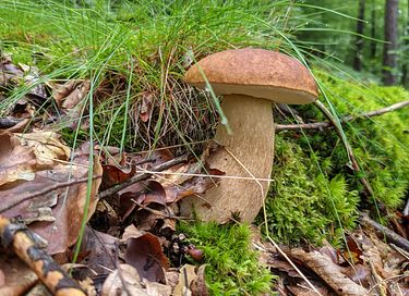 Vakantiewoning in de prachtige Duitse natuur - 15