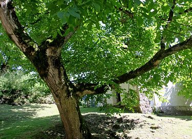 Logement de vacances historique dans les Pyrénées - 4