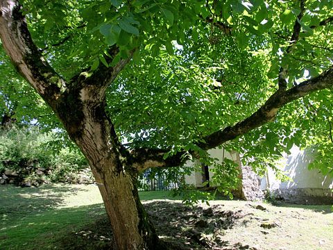 Logement de vacances historique dans les Pyrénées - 4