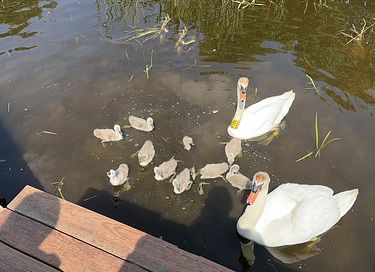 B&B au bord de l'eau - 11