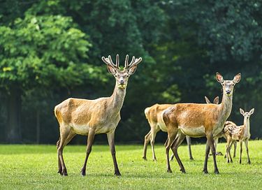 Bed and breakfast op een 17e eeuws landgoed - 14