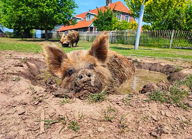 Glamping (5p) near Zutphen - 17