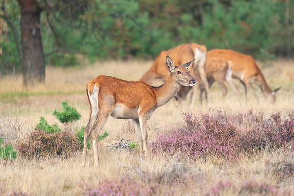 Bijzonder overnachten in Gelderland