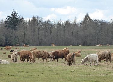 Gemütliches Ferienhaus in der Landschaft von Drenthe - 34