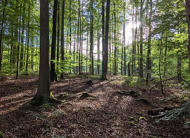 Baumhaus inmitten der deutschen Natur - 26