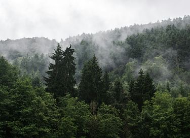 A unique overnight stay among the trees - 14