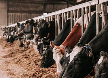 Bijzonder verblijf op biologische boerderij - 24