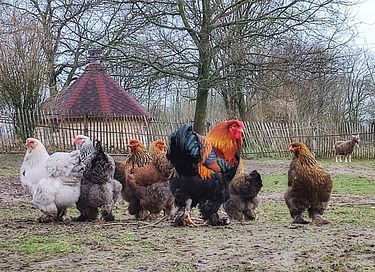 Glamping (5p) near Zutphen - 43