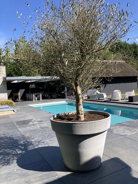 Hébergement familial de luxe avec piscine - 5