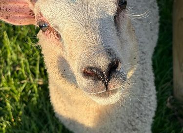 Knusse pipowagen op het Friese platteland - 13