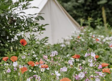 Prachtig gelegen glamping tent (3p) - 10