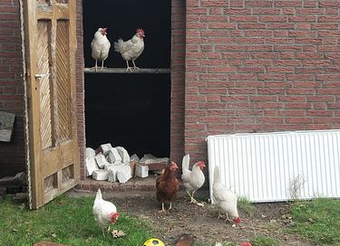 Omgebouwde leger operatiewagen in de natuur! - 21
