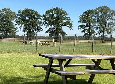 Tiny House (hot tub) overlooking Alpacas - 22