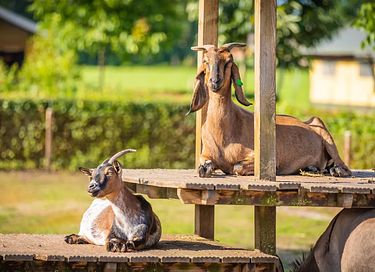 Vakantie op een speelboerderij in Limburg - 24