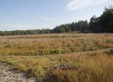 Un séjour spacieux à la cime des arbres, dans la province de Drenthe - 23