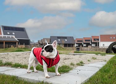 Cozy stay in Zeeland -Pet allowed - 22