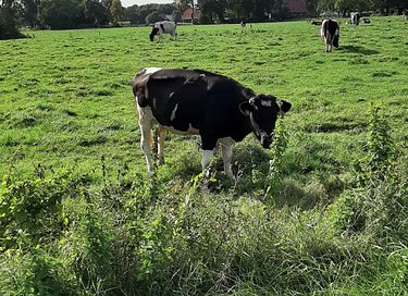 Omgebouwde leger operatiewagen in de natuur! - 17