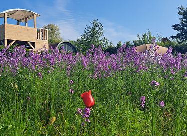 Glampingtent voor 2 personen in de natuur - 11
