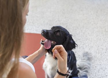 Villa vlakbij het strand (hond toegestaan) - 26