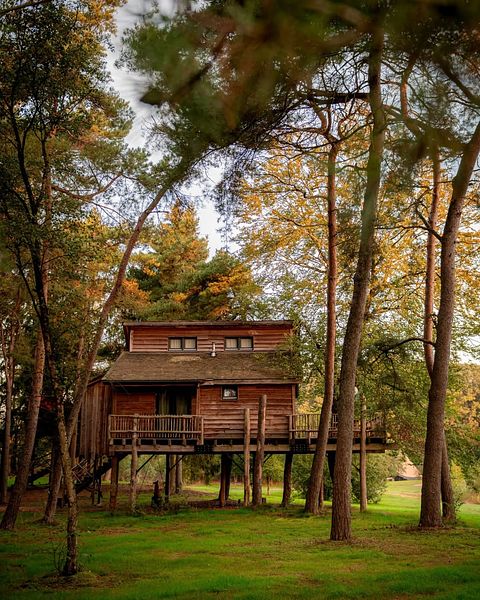 Boomhut Drenthe met groot terras - 2