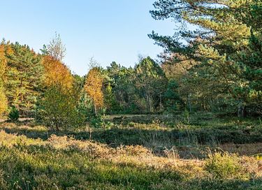 Gezellig vakantiehuis midden in het bos - 16