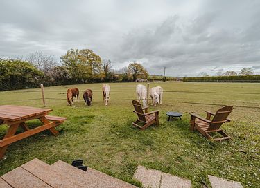 Tiny House zwischen Pferden und Ponys - 2
