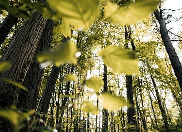 Tour de couchage unique (8 mètres) dans la forêt - 3