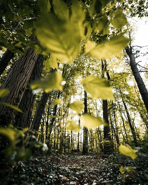 Tour de couchage unique (8 mètres) dans la forêt - 3