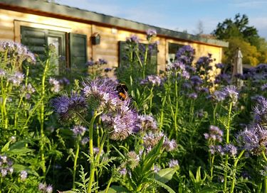 Vakantiehuis midden in de Duitse natuur - 11