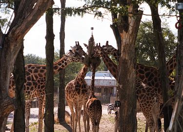 Safari tent (6 persons) in Drenthe - 13