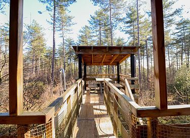 Treehouse in the forest - 6