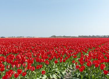 Hyggelig suite ved klitkanten, hund velkommen - 15