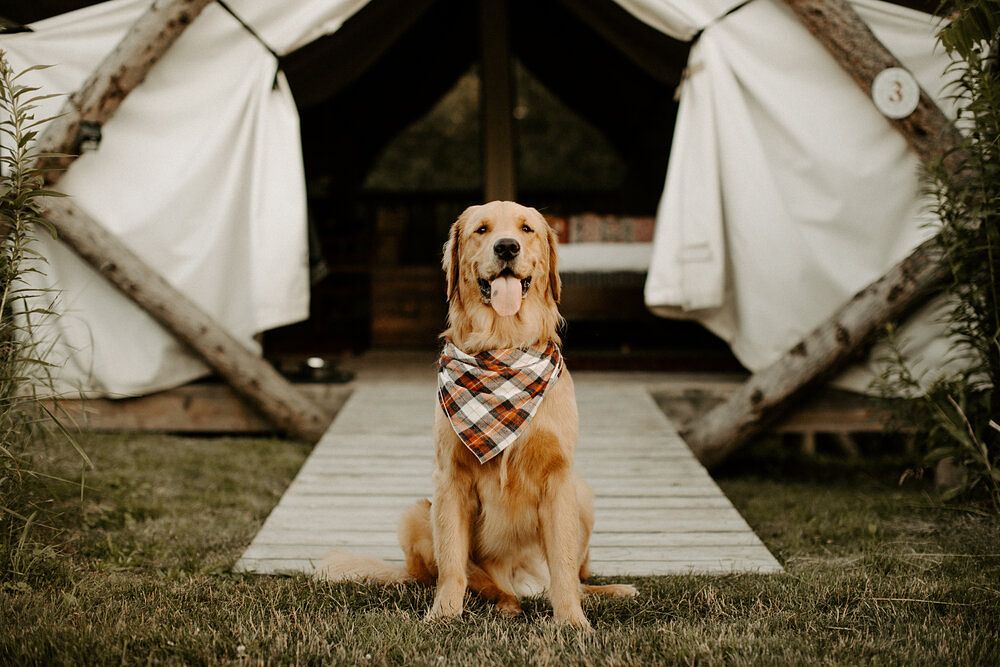 Særlige overnatninger med hund