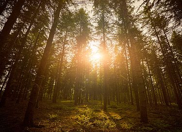 Logement de vacances dans les bois avec cheminée - 29