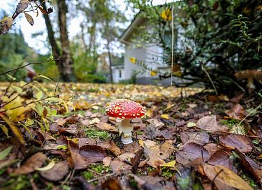 Bungalow octogonal dans les bois - 21